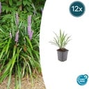 Lilientraube 'Ingwersen' 12er-Set (Liriope muscari) – winterharte immergrüne Staude, Topf-Ø 9 cm, Höhe ca. 25 cm