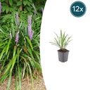 Lilientraube 'Ingwersen' 12er-Set (Liriope muscari) – winterharte immergrüne Staude, Topf-Ø 9 cm, Höhe ca. 25 cm
