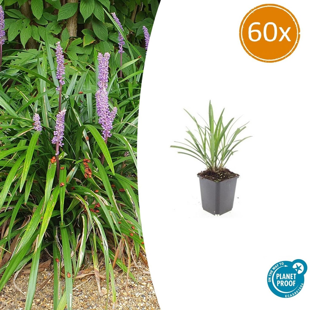 Lilientraube 'Ingwersen' 60er-Set (Liriope muscari) – winterharte immergrüne Staude, Topf-Ø 9 cm, Höhe ca. 25 cm