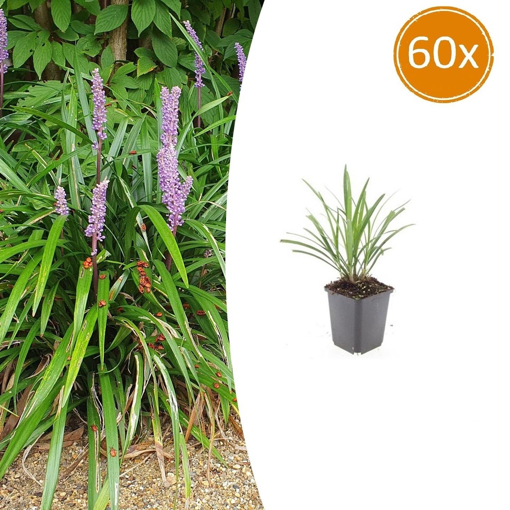 Lilientraube 'Ingwersen' 60er-Set (Liriope muscari) – winterharte immergrüne Staude, Topf-Ø 9 cm, Höhe ca. 25 cm