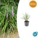 Lilientraube 'Ingwersen' 60er-Set (Liriope muscari) – winterharte immergrüne Staude, Topf-Ø 9 cm, Höhe ca. 25 cm
