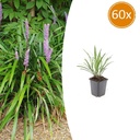 Lilientraube 'Ingwersen' 60er-Set (Liriope muscari) – winterharte immergrüne Staude, Topf-Ø 9 cm, Höhe ca. 25 cm