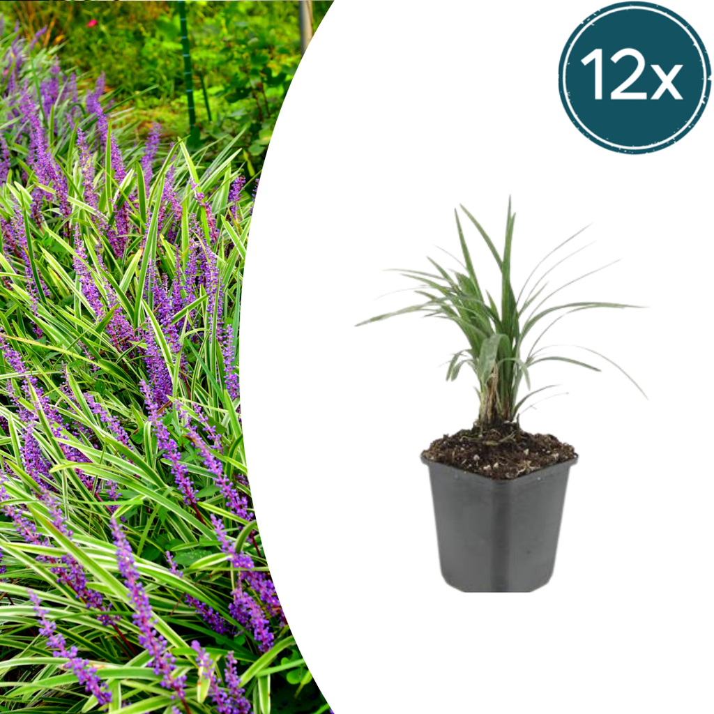 Lilientraube 'Moneymaker' 12er-Set (Liriope muscari) – winterharte immergrüne Staude, Topf-Ø 9 cm, Höhe ca. 25 cm