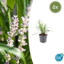 Lilientraube 'Monroe White' 6er-Set (Liriope muscari) – winterharte immergrüne Staude, Topf-Ø 9 cm, Höhe ca. 25 cm