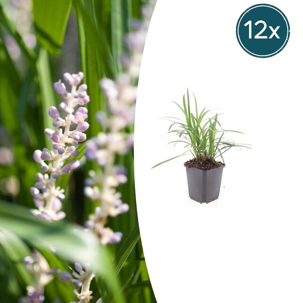 12x Liriope muscari 'Monroe White' - ↕10-25cm - Ø9cm