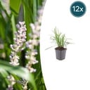 12x Liriope muscari 'Monroe White' - ↕10-25cm - Ø9cm
