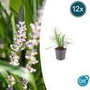 Lilientraube 'Monroe White' 12er-Set (Liriope muscari) – winterharte immergrüne Staude, Topf-Ø 9 cm, Höhe ca. 25 cm