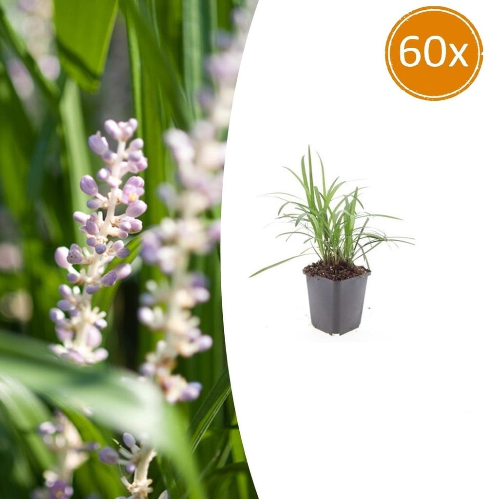 60x Liriope muscari 'Monroe White' - ↕10-25cm - Ø9cm
