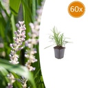 60x Liriope muscari 'Monroe White' - ↕10-25cm - Ø9cm
