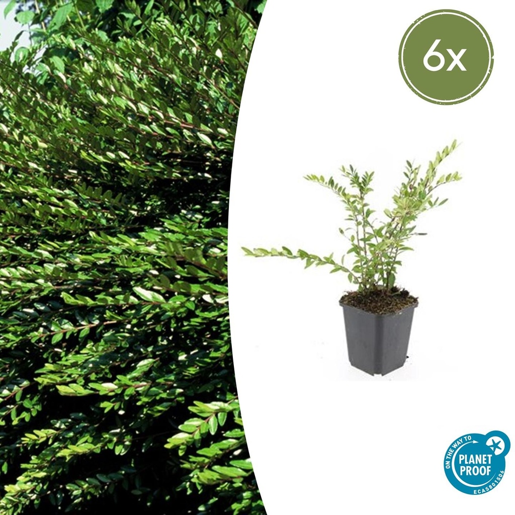 6x Lonicera pileata - ↕10-25cm - Ø9cm