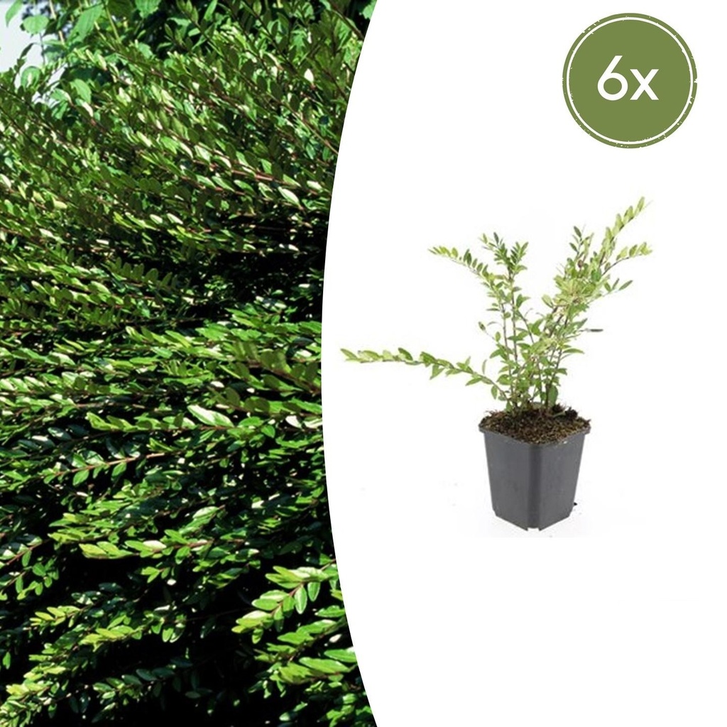 6x Lonicera pileata - ↕10-25cm - Ø9cm
