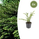 6x Lonicera pileata - ↕10-25cm - Ø9cm