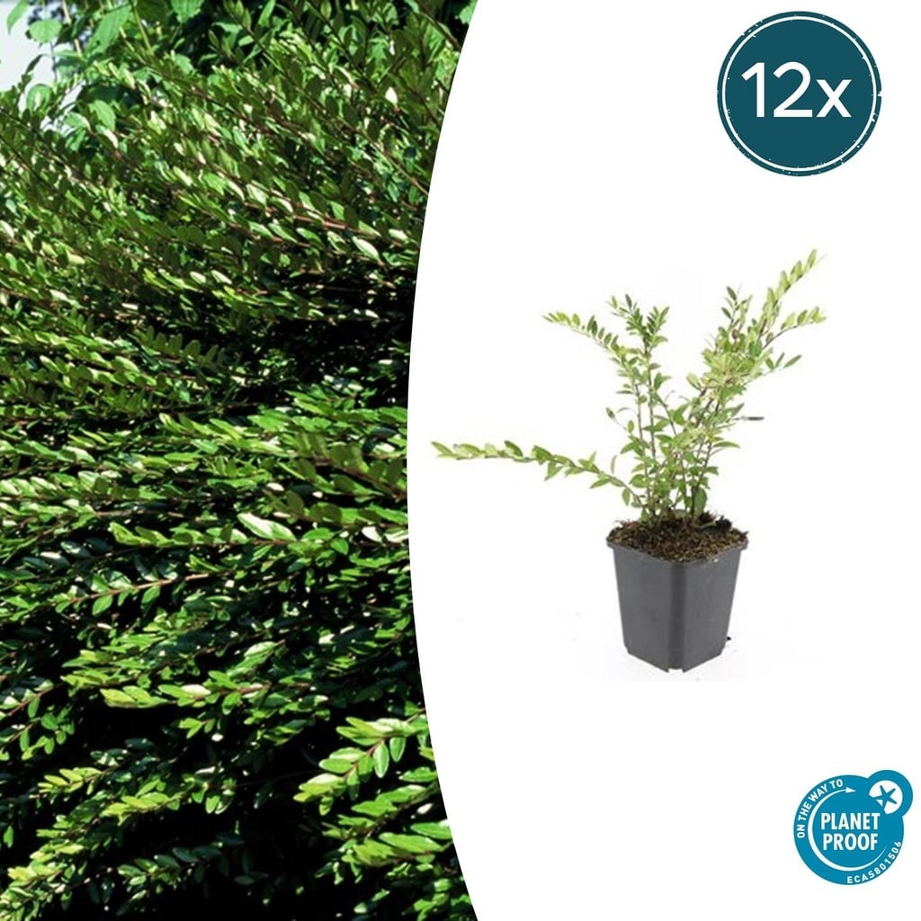 Böschungsmyrte 12er-Set (Lonicera pileata) – winterharter Bodendecker, Topf-Ø 9 cm, Höhe ca. 25 cm