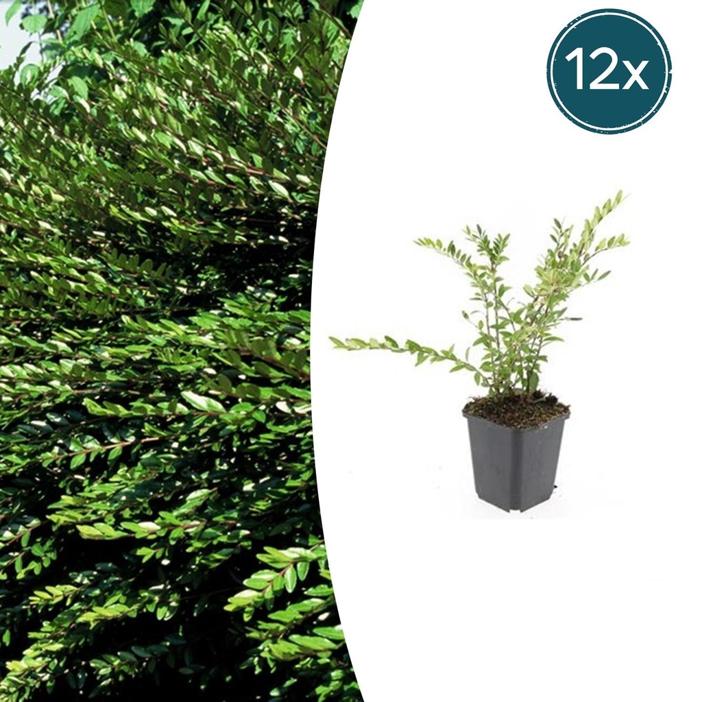 Böschungsmyrte 12er-Set (Lonicera pileata) – winterharter Bodendecker, Topf-Ø 9 cm, Höhe ca. 25 cm