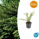 Boden-Heckenkirsche 60er-Set (Lonicera pileata) – winterharter Bodendecker, Topf-Ø 9 cm, Höhe ca. 25 cm