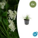 Schneemarbel 6er-Set (Luzula nivea) – winterhartes Ziergras, Topf-Ø 9 cm, Höhe ca. 25 cm