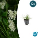 Schneemarbel 12er-Set (Luzula nivea) – winterhartes Ziergras, Topf-Ø 9 cm, Höhe ca. 25 cm