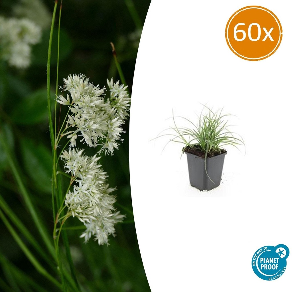 Schneemarbel 60er-Set (Luzula nivea) – winterhartes Ziergras, Topf-Ø 9 cm, Höhe ca. 25 cm
