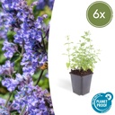 Katzenminze 'Sechs Hügel Riese' 6er-Set (Nepeta) – winterharte Staude, Topf-Ø 9 cm, Höhe ca. 25 cm