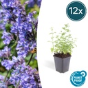 Katzenminze 'Six Hills Giant' 12er-Set (Nepeta ×) – winterharte Staude, Topf-Ø 9 cm, Höhe ca. 25 cm