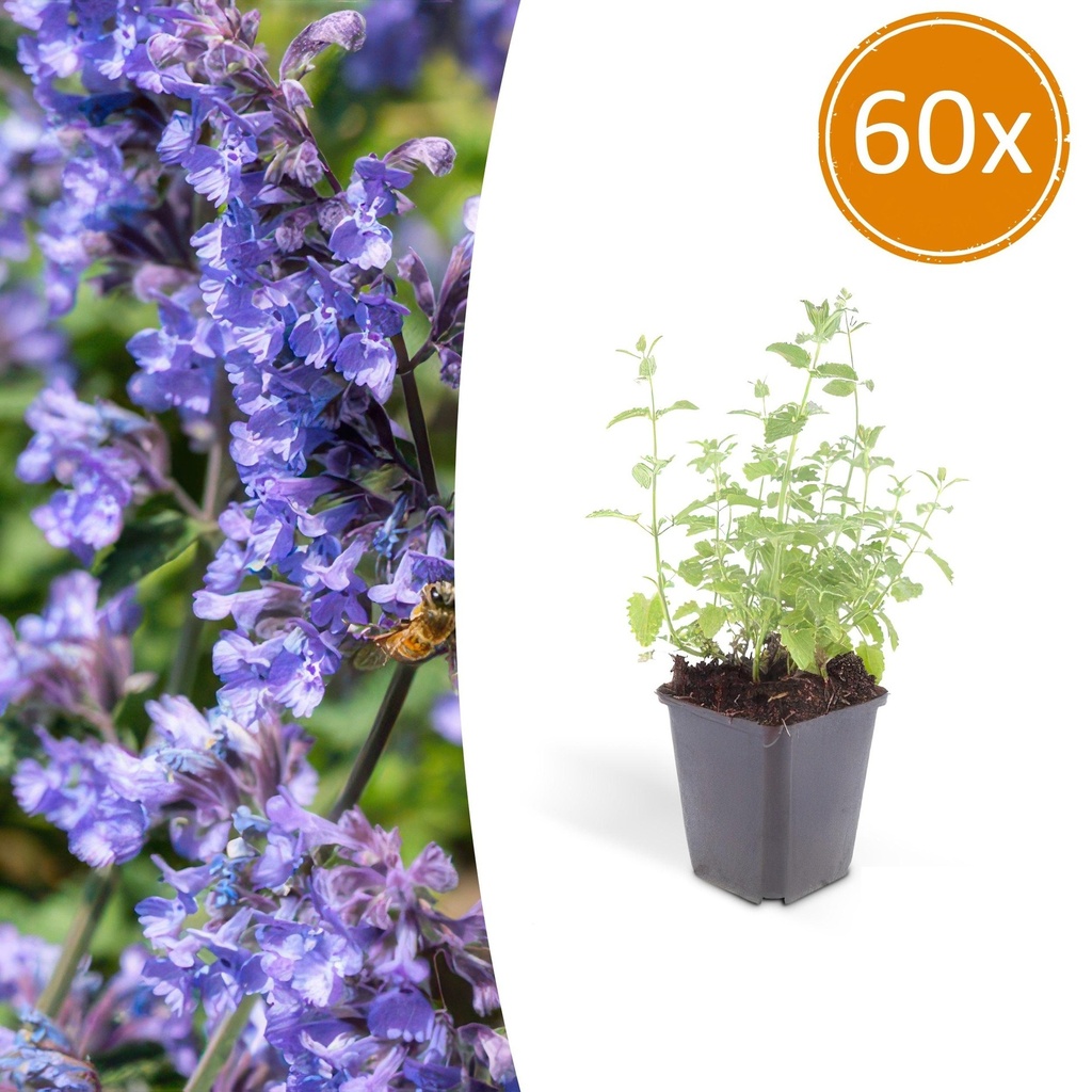 Katzenminze 'Six Hills Giant' 60er-Set (Nepeta) – winterharte Staude, Topf-Ø 9 cm, Höhe ca. 25 cm