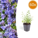 Katzenminze 'Six Hills Giant' 60er-Set (Nepeta) – winterharte Staude, Topf-Ø 9 cm, Höhe ca. 25 cm