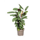 Korbmarante (Calathea oppenheimiana) – pflegeleichte Zimmerpflanze, Topf-Ø 24 cm, Höhe ca. 24 cm