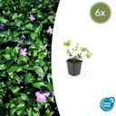 Großes Immergrün 6er-Set (Vinca major) – winterharter Bodendecker, Topf-Ø 9 cm, Höhe ca. 25 cm