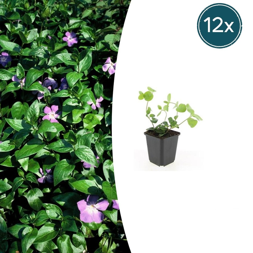 12x Vinca major - ↕10-25cm - Ø9cm