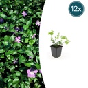 12x Vinca major - ↕10-25cm - Ø9cm
