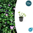 Großes Immergrün 12er-Set (Vinca major) – winterharter Bodendecker, Topf-Ø 9 cm, Höhe ca. 25 cm