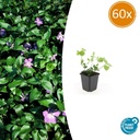 Großes Immergrün 60er-Set (Vinca major) – winterharter Bodendecker, Topf-Ø 9 cm, Höhe ca. 25 cm
