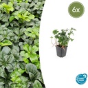 Ysander 'Green Sheen' 6er-Set (Pachysandra terminalis) – winterharte Bodendecker-Staude, Topf-Ø 9 cm, Höhe ca. 25 cm