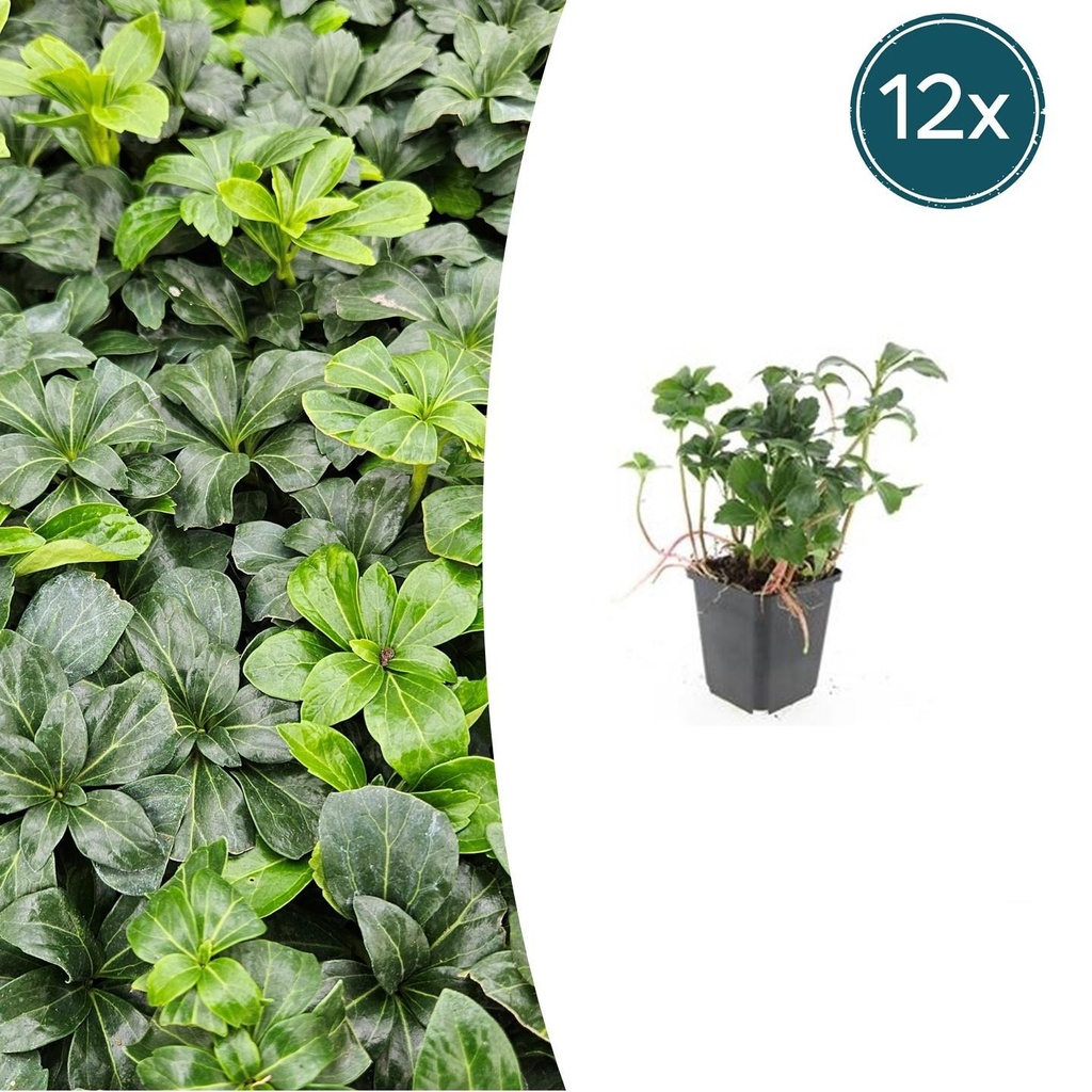 12x Pachysandra term. 'Grüner Glanz' - ↕10-25cm - Ø9cm