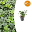 60x Pachysandra term. 'Grüner Glanz' - ↕10-25cm - Ø9cm