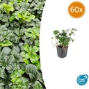Ysander 'Grüner Glanz' 60er-Set (Pachysandra terminalis) – winterharte Bodendecker-Staude, Topf-Ø 9 cm, Höhe ca. 25 cm