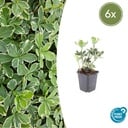 Ysander 'Variegata' 6er-Set (Pachysandra terminalis) – winterharte Bodendecker-Staude, Topf-Ø 9 cm, Höhe ca. 25 cm
