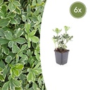 Ysander 'Variegata' 6er-Set (Pachysandra terminalis) – winterharte Bodendecker-Staude, Topf-Ø 9 cm, Höhe ca. 25 cm
