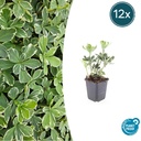 Ysander 'Variegata' 12er-Set (Pachysandra terminalis) – winterharte Bodendecker-Staude, Topf-Ø 9 cm, Höhe ca. 25 cm