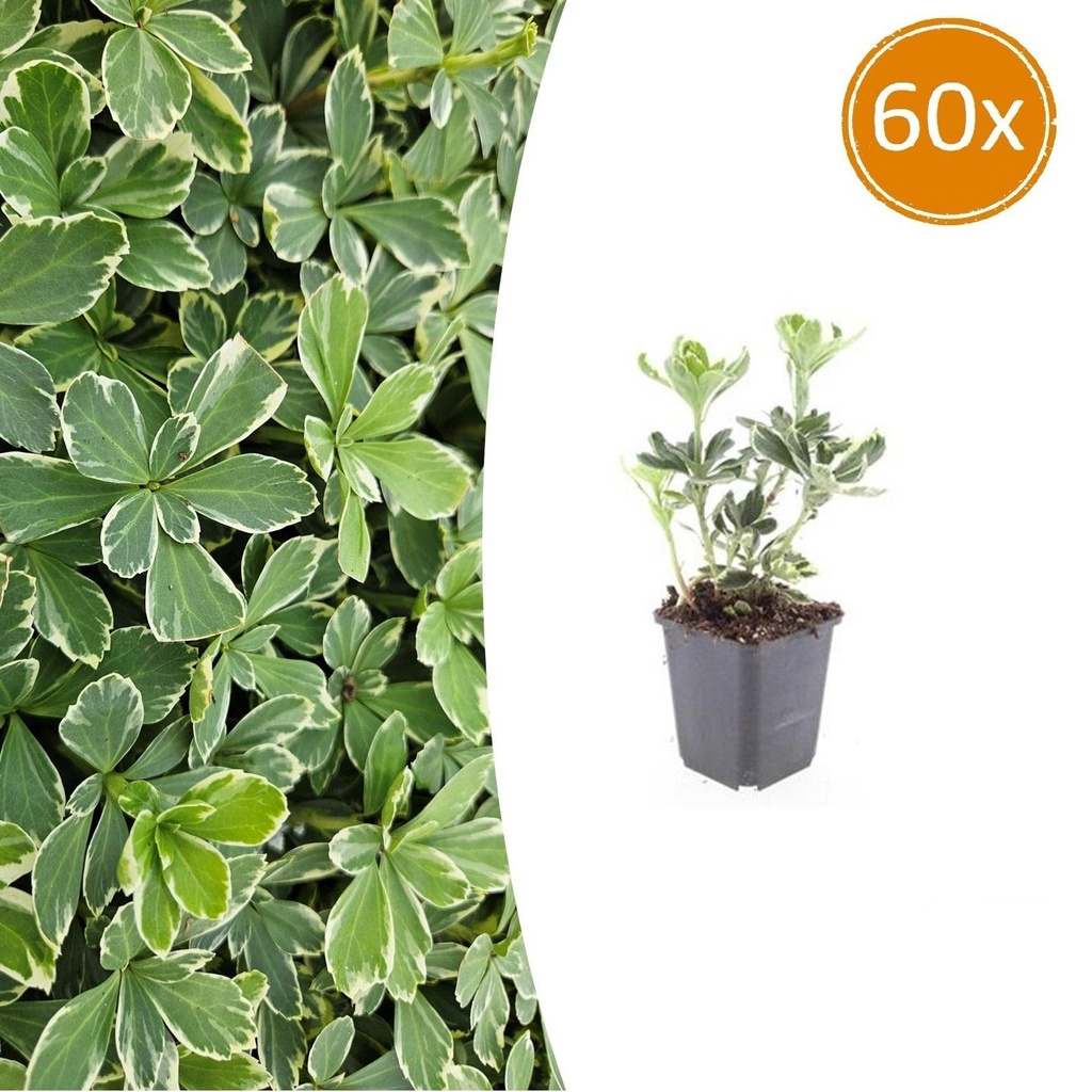 60x Pachysandra term. 'Variegata' - ↕10-25cm - Ø9cm