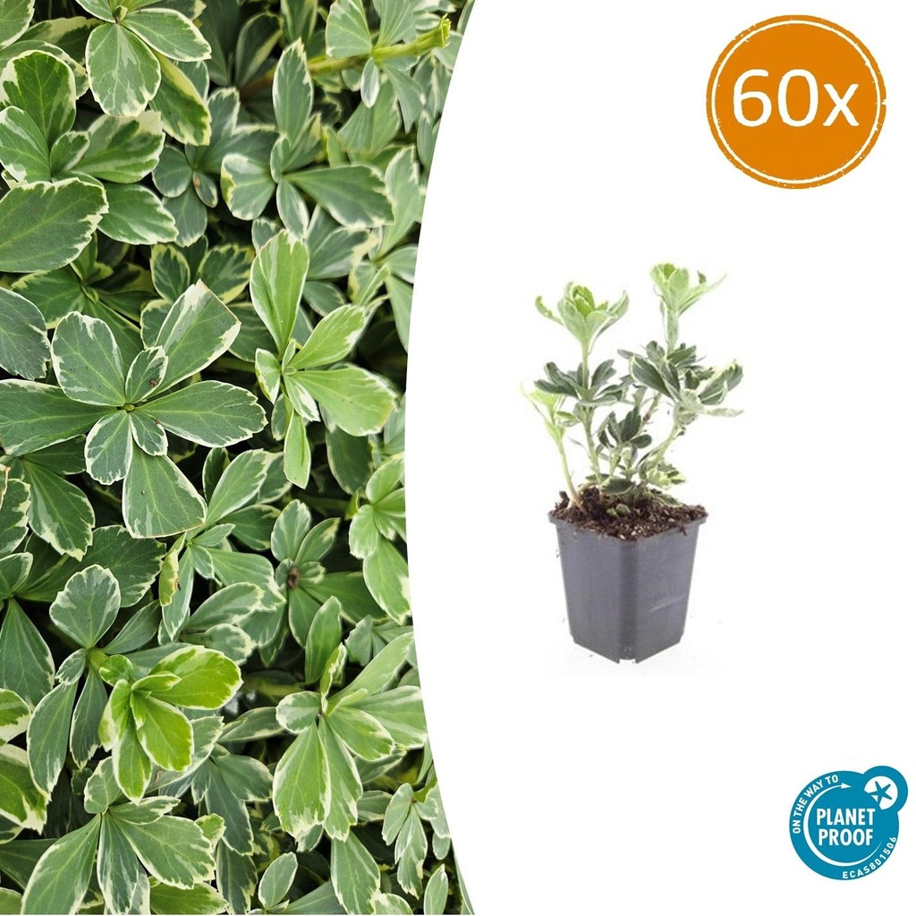 Ysander 'Variegata' 60er-Set (Pachysandra terminalis) – winterharte Bodendecker-Staude, Topf-Ø 9 cm, Höhe ca. 25 cm