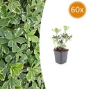 60x Pachysandra term. 'Variegata' - ↕10-25cm - Ø9cm
