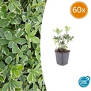 Ysander 'Variegata' 60er-Set (Pachysandra terminalis) – winterharte Bodendecker-Staude, Topf-Ø 9 cm, Höhe ca. 25 cm
