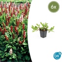Scheckenknöterich 'Darjeeling Red' 6er-Set (Persicaria affinis) – winterharte Bodendecker-Staude, Topf-Ø 9 cm, Höhe ca. 25 cm
