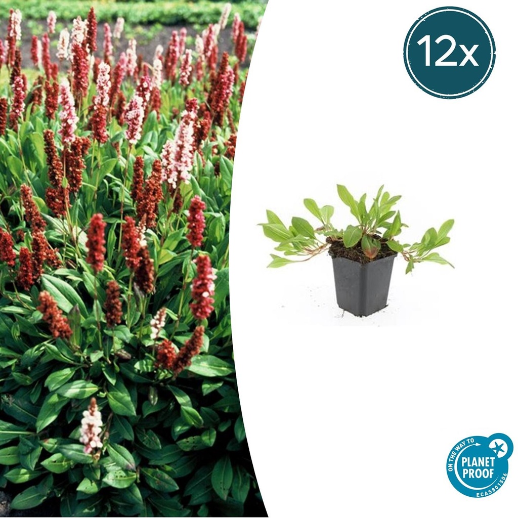Teppichknöterich 'Darjeeling Red' 12er-Set (Persicaria affinis) – winterharte Staude, Topf-Ø 9 cm, Höhe ca. 25 cm