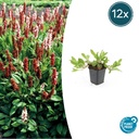 Teppichknöterich 'Darjeeling Red' 12er-Set (Persicaria affinis) – winterharte Staude, Topf-Ø 9 cm, Höhe ca. 25 cm