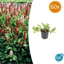 Teppichknöterich 'Darjeeling Red' 60er-Set (Persicaria affinis) – winterharte Bodendecker-Staude, Topf-Ø 9 cm, Höhe ca. 25 cm