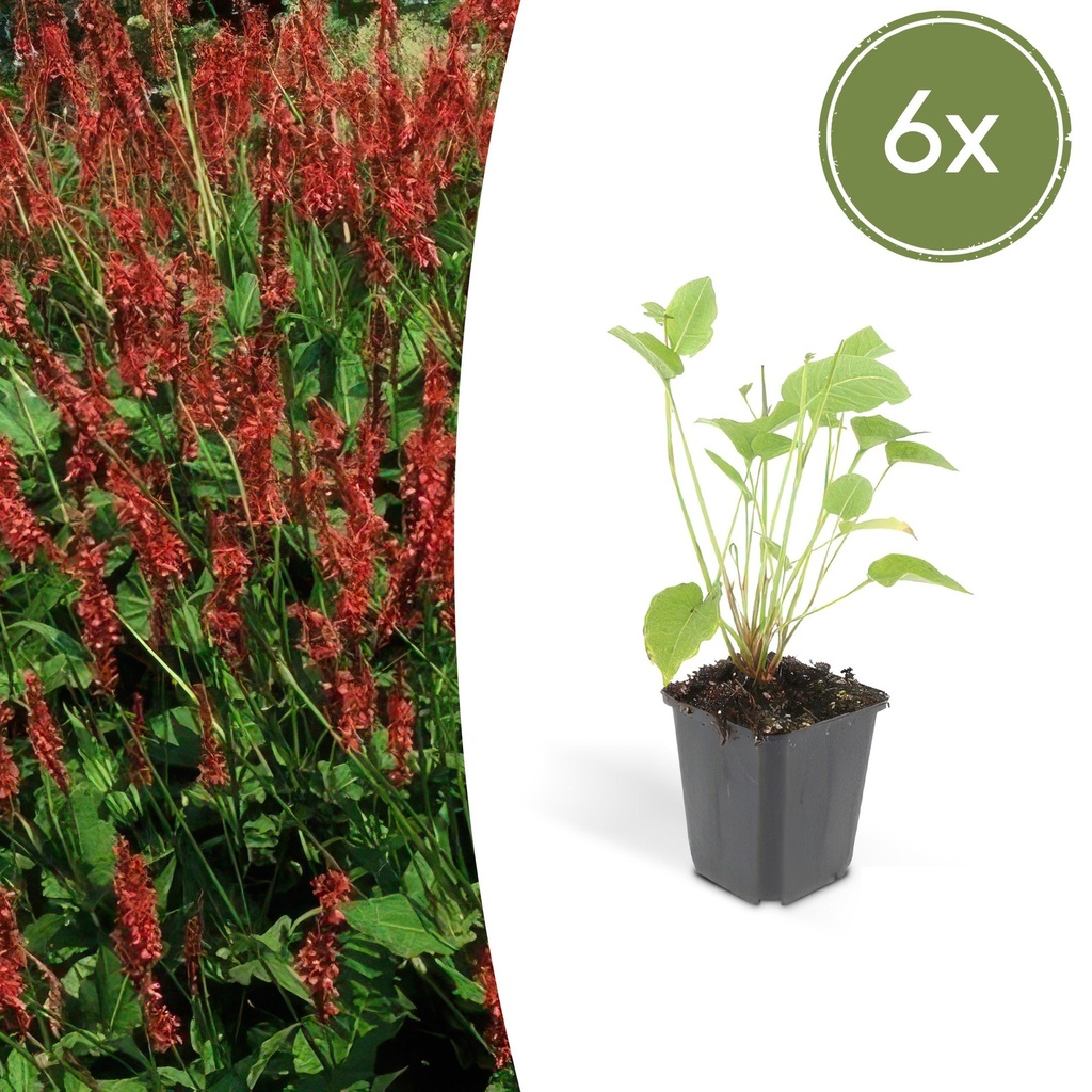 6x Persicaria amplexicaulis - ↕10-25cm - Ø9cm