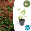 Kerzenknöterich 6er-Set (Persicaria amplexicaulis) – winterharte Staude, Topf-Ø 9 cm, Höhe ca. 25 cm