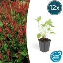Kerzenknöterich 12er-Set (Persicaria amplexicaulis) – winterharte Staude, Topf-Ø 9 cm, Höhe ca. 25 cm